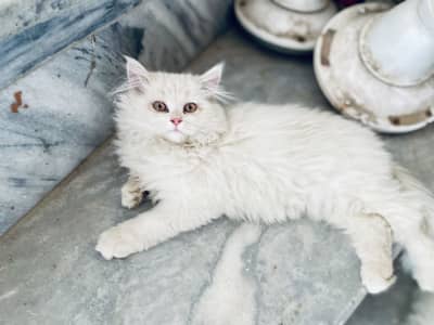 persian cats pair