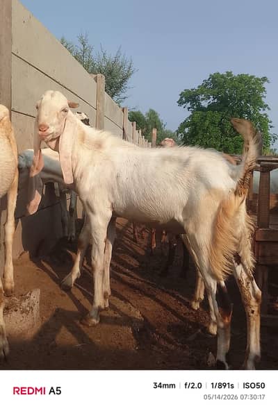 Qurbani ky bakry