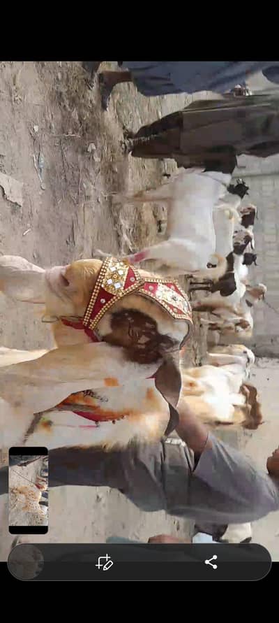 4 dand ando Babbar Bakra