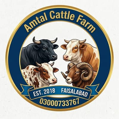 Qurbani Cow | Bulls for Sale | Bachra | Amtal Cattle\Farm Faisalabad