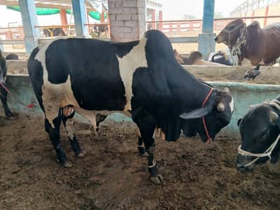 Qurbani Bulls | Qurbani Cow | FaisalabadCattle | Bakra | EidUlAdha2026