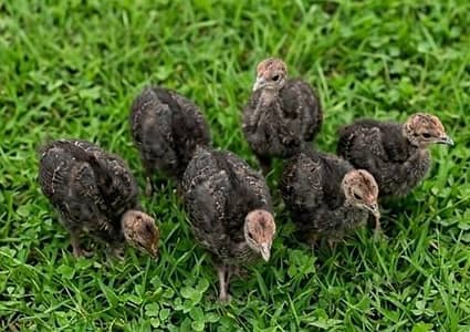 Healthy & Active Black Turkey Chicks For Sale