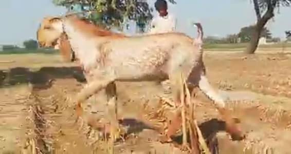 Makkah chini Bakra Urgent For Sale _03288110750