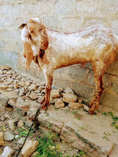 for sale goat