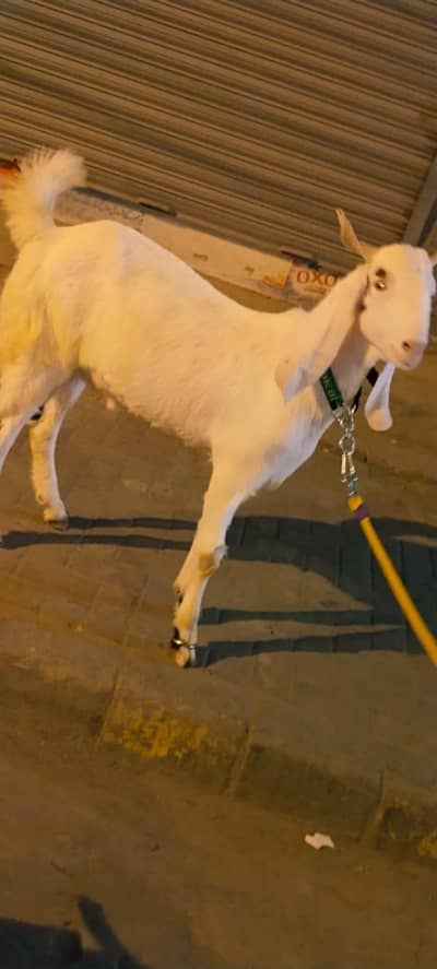 Donda Bakra Jori