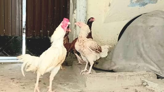 Heera Aseel | Hens | Lakhi madian | 10K offer 1 male 3 females