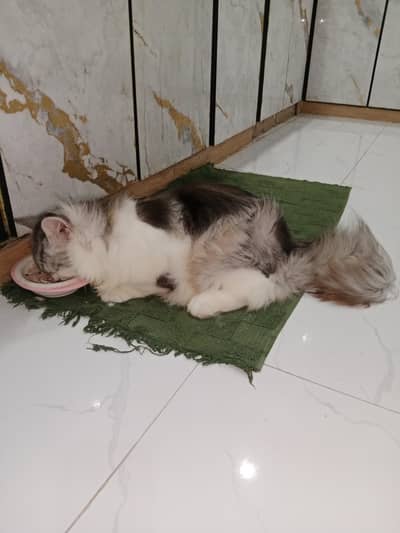 Percian Cat - Male