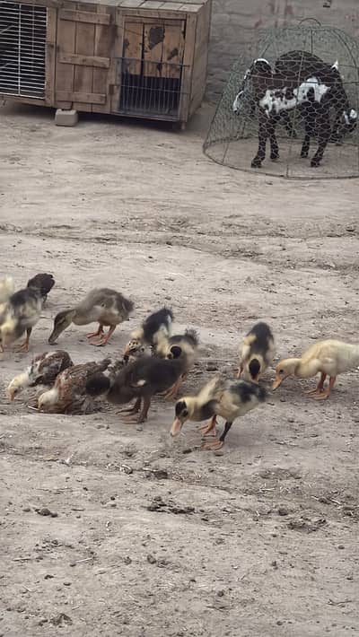 Duck baby for sale