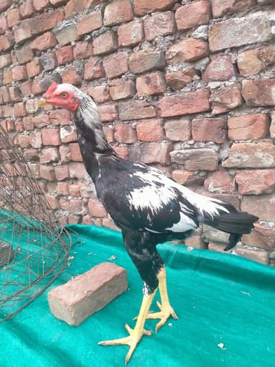 Aseel Murgha,Aseel chicks