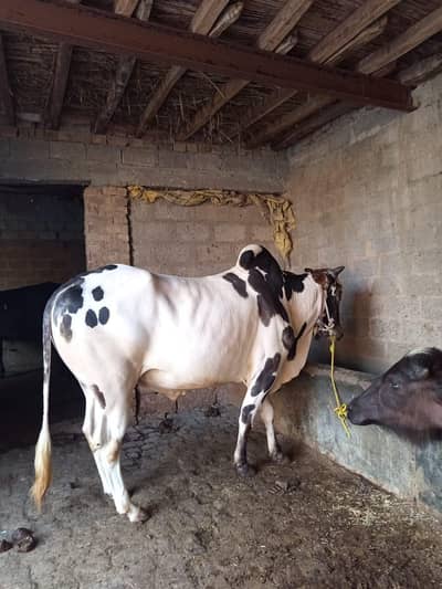 2Dant Desi Home breed bail gar ka desi bail hai bht piare chz hai
