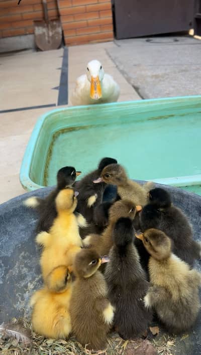 Duck chicks