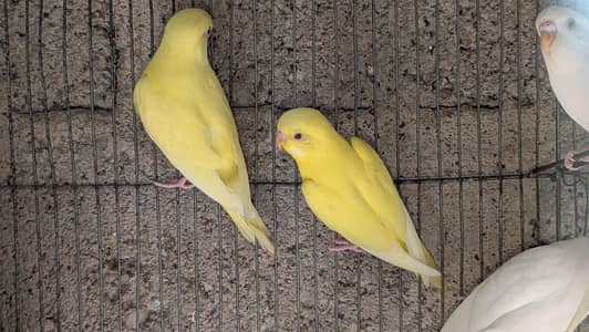 red eyes parrots  fist breed Ka lya ready hai full yellow & white