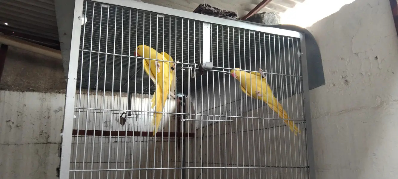 yellow ringneck 0333 560 8315 — photo 2