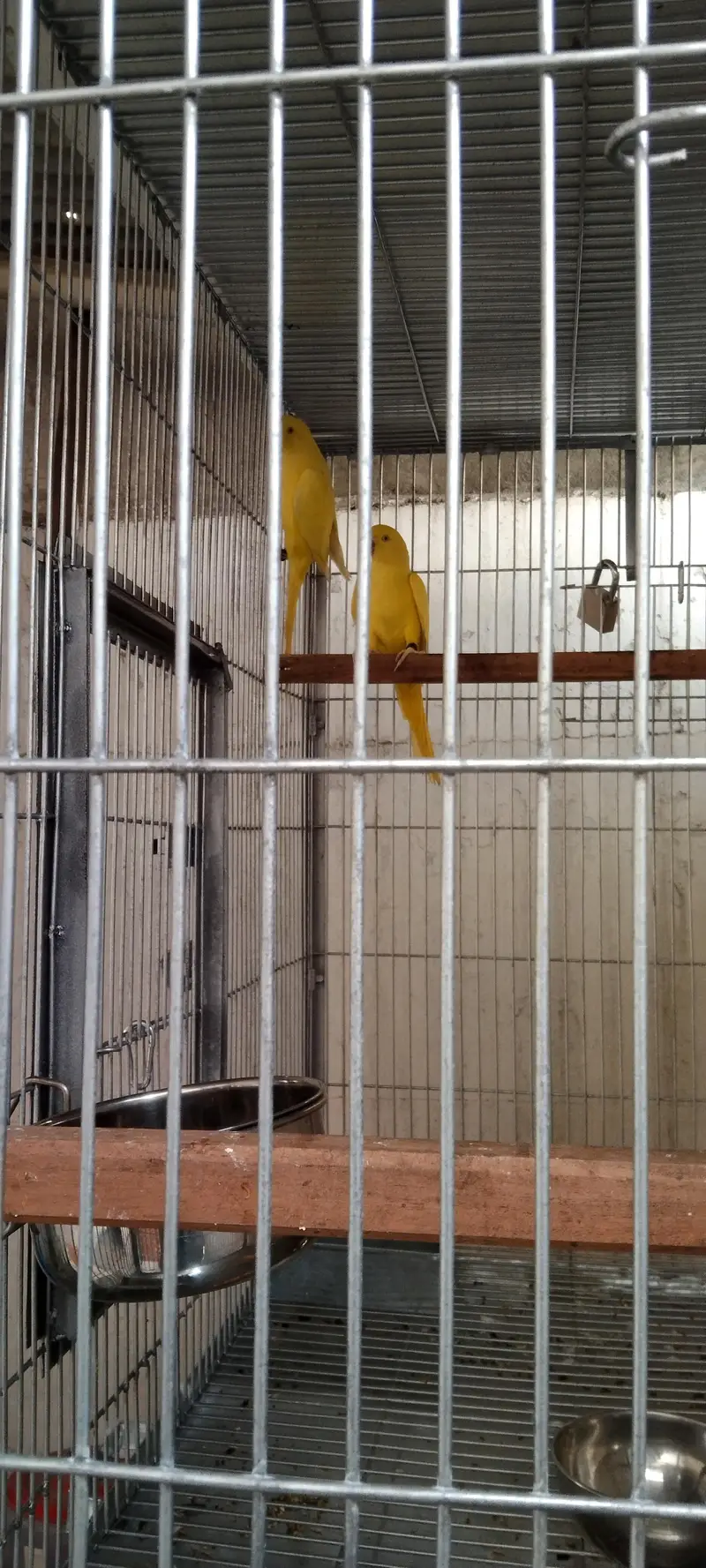 yellow ringneck 0333 560 8315 — photo 3