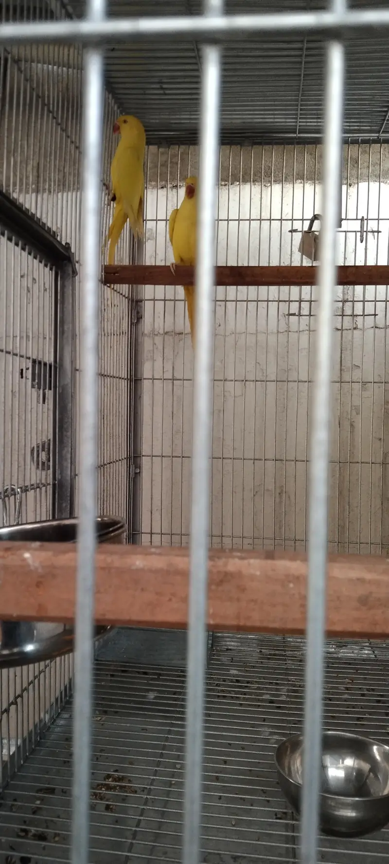 yellow ringneck 0333 560 8315 — photo 4