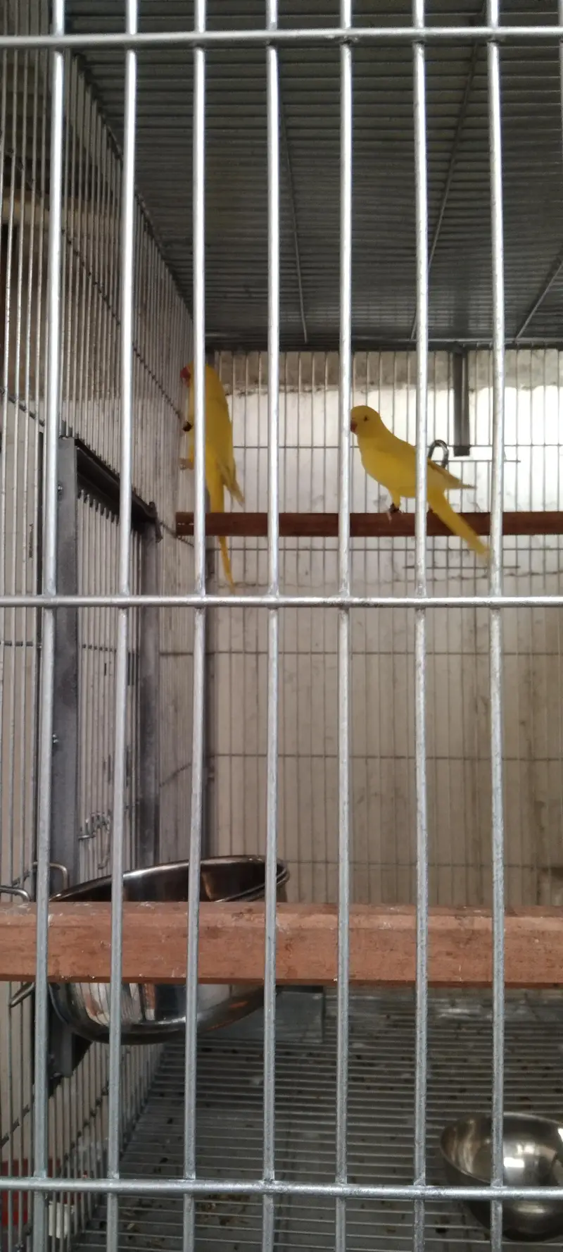 yellow ringneck 0333 560 8315 — photo 5