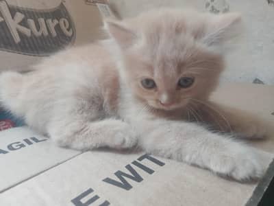 Beautiful persian kittens for sale