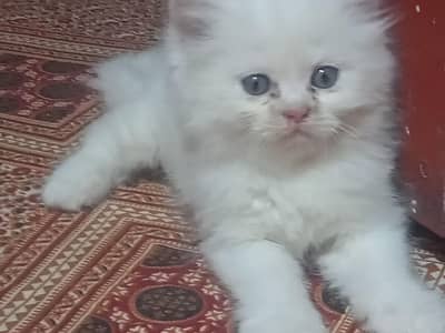 Beautiful persian kittens for sale