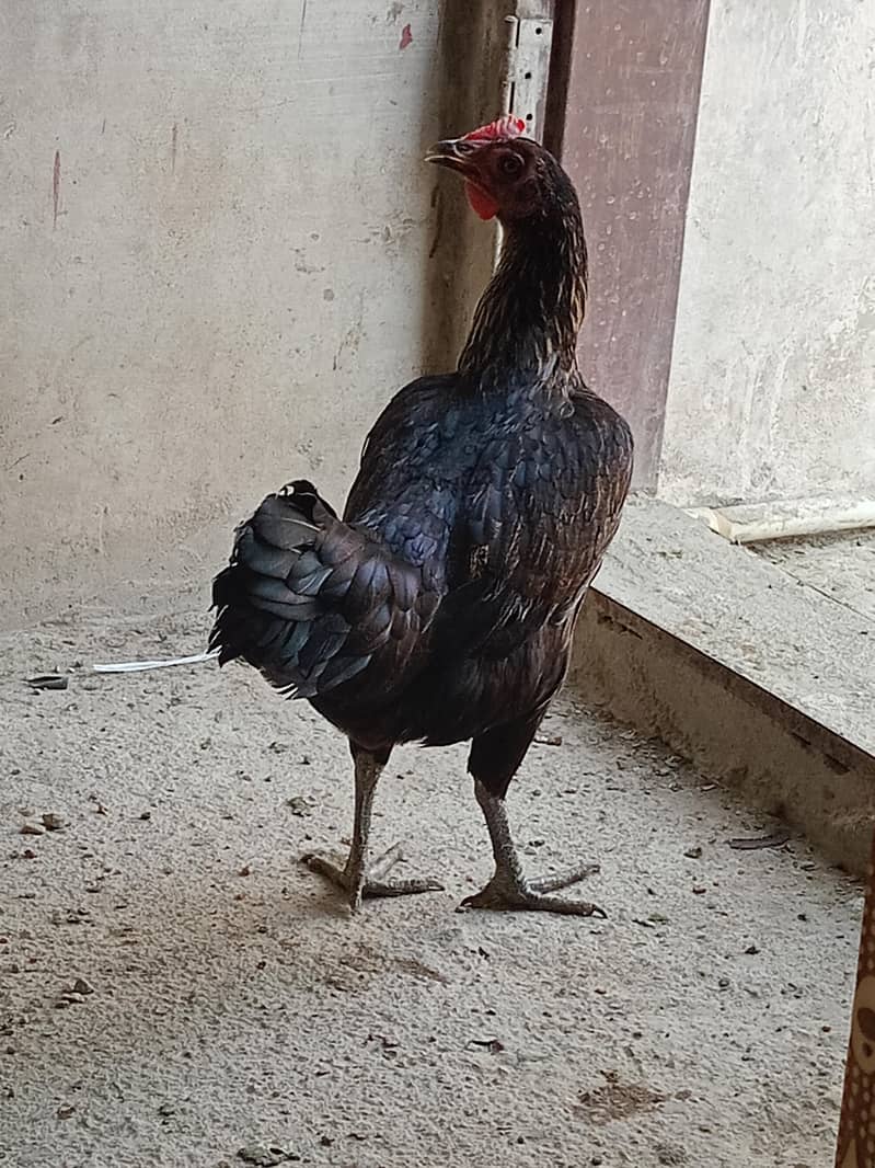 Misri Murghi 0