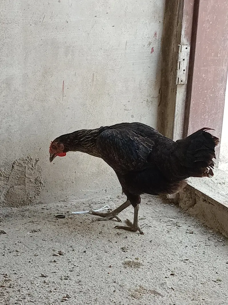 Misri Murghi — photo 5