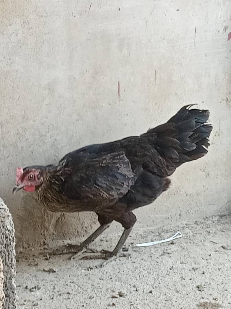 Misri Murghi 5