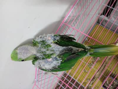 raw parrot chick