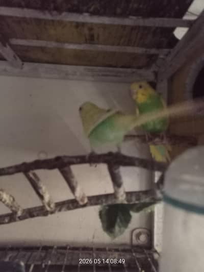 budgie pair for sale
