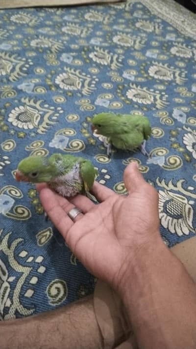 Green Parrot