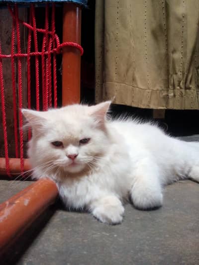 for sale