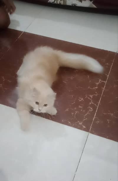 Luna.