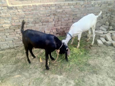 2 bakry for sell / qurbani
