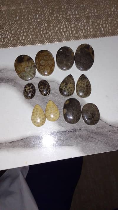 fossil coral Marjan perfect cuts