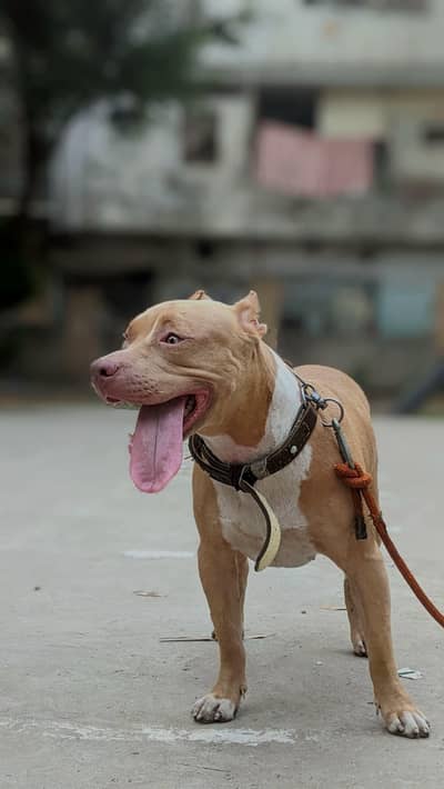 pure pittbull trained family dog