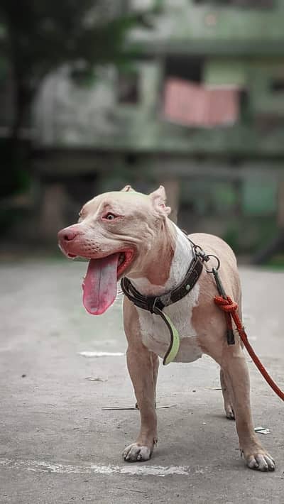 pure pittbull trained family dog