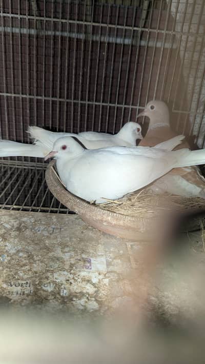 white red eyes dove