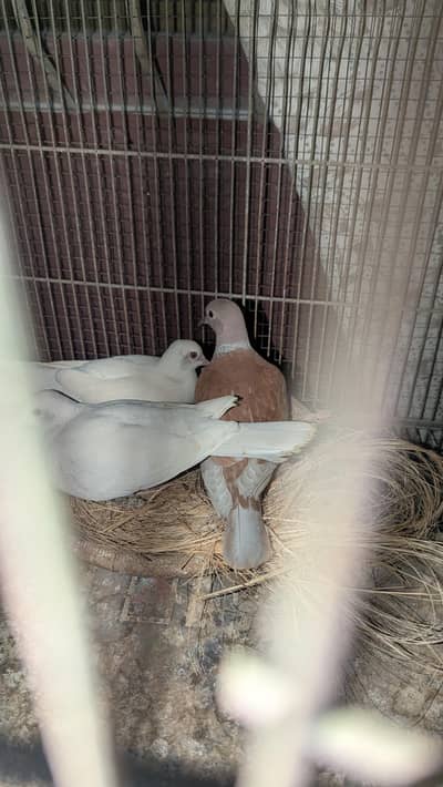 white red eyes dove