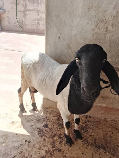 Bakra Dumba