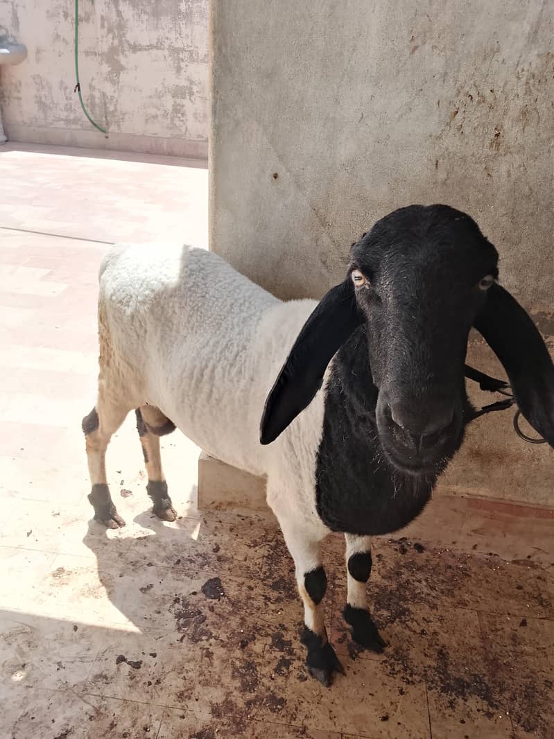 Bakra Dumba 0