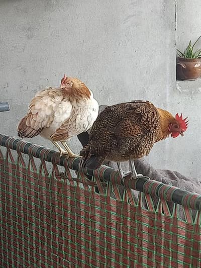 Golden misri 5 Murgi and 1 desi murga for sale
