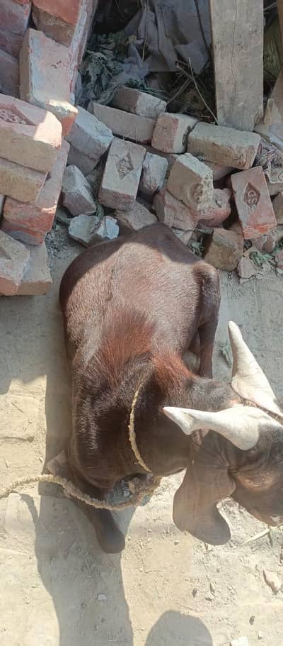 urgent sael