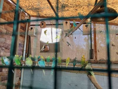 Budgies for sale