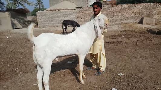 2 Dant Bakra For Sale call _03134947622