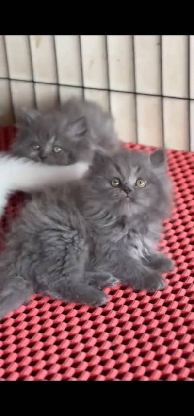 Quality Persian Punchface cat & kitten. moreWhatsApp 03233614642