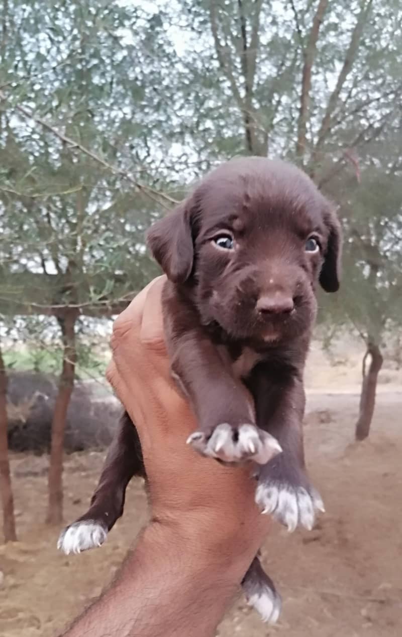pointer male pup 0