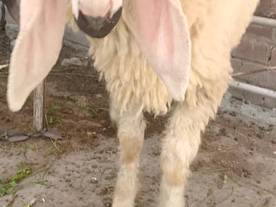 qurbani chtra
