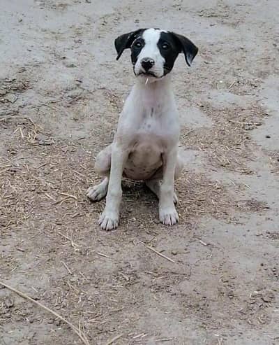 bully  gultair female puppy available for sale