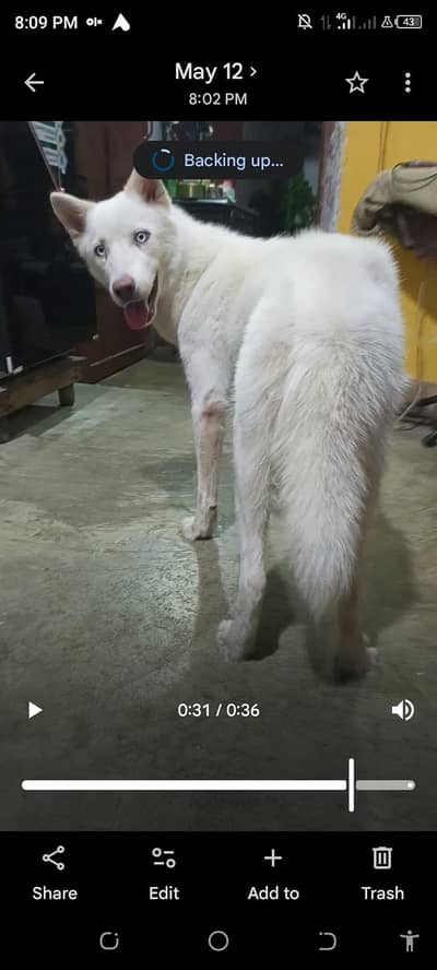 WHITE HUSKY BLUE EYES FEMALE FAMILY DOG