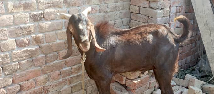 Bakra sale karna ha urgent