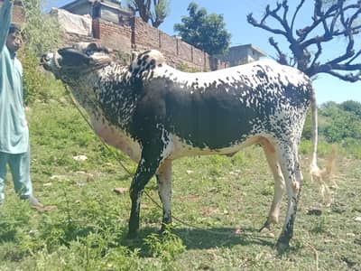 fata jangi