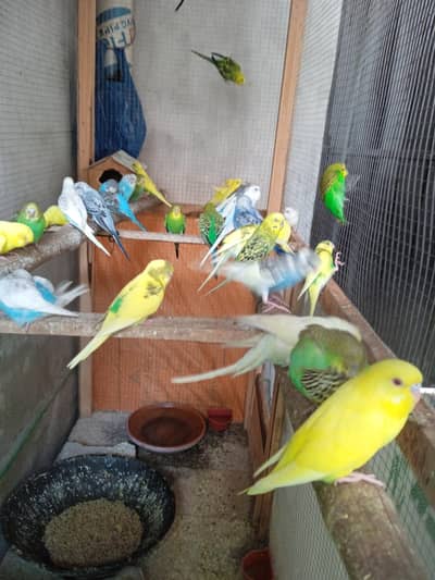 love birds & buggies